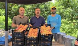 Tescilli Bursa şeftalisi hasadı başladı
