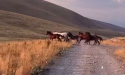 Divriği Yama Dağları'nda yılkı atlar görüldü
