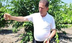 Limonun fiyatını düşürecek hasat başladı