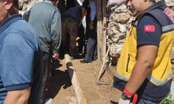 Sivas'ta ahırın çatısı çöktü, mahsur kaldı