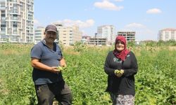 Sivas'ta apartmanlar arasında tarım dönemi