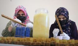 Sivas'ta arı sütü toplanıyor