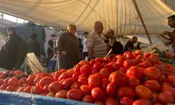 Sivas'ta domatesler salça ve menemenlik için alınıyor