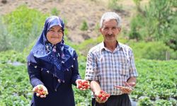 Sivas'ta organik çilek üretimi