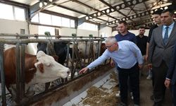 Sivas Valisi'nden çiftlik ziyareti