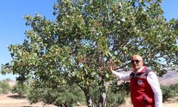 Sivaslı çiftçi antep fıstığını sevdi