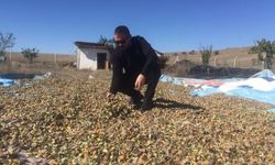 Badem hasadı başladı