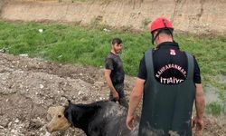 Bataklıktan inek çıktı