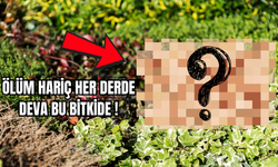 Ölüm hariç her derde deva bu bitkide