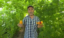 Sıcaklığa dayanıklı yeni bitkiler ortaya çıkacak