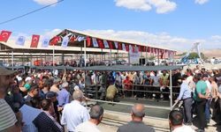 Sivas'ta damızlık koç müzayedesi yapıldı