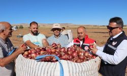 Sivas'ta ihracat soğanları hasadı yapıldı