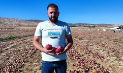Sivas'tan Dubai'ye soğan gidiyor