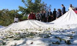 1400 dekara 35 bin ceviz ağacı