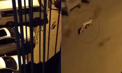 Açlık Şehre Sürükledi: Sivas'ta Tilkiler Mahallede Ortaya Çıktı!