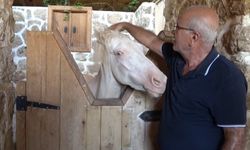 At yetiştiriciliğine ilgi arttı
