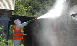 Kahverengi kokarca savaşına devam