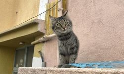 Sivas'ta kedi yüzünden kan aktı