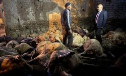 Sivas'ta kurtlar 66 hayvanı boğdu