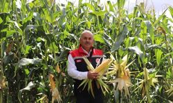 Sivas'ta mısır hasadında bolluk