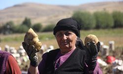Sivas'ta patateste aracılar yok