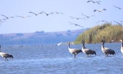 Sivas'tan geçen turnalar Adana'da