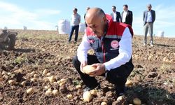 Sivas tohumluk patateste birinci