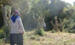 Soyunup Tartışan Kişi Zeytin Ağaçlarını Kesti İddiası