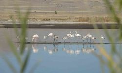 Sivas Ulaş Gölü'nde flamingo sürprizi