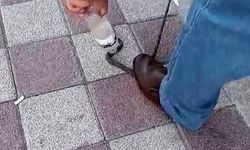 Yılanı Vatandaş Yakaladı