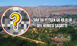 Zara'da Yetişen 60 Kiloluk Dev Herkesi Şaşırttı!