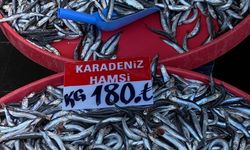 Hamsi bolluğu palamuttan sonra başladı