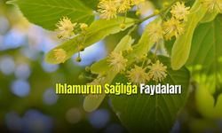 Ihlamurun Sağlığa Faydaları
