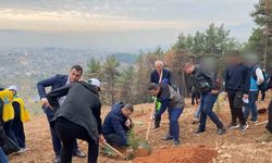 Denetimli hükümlüler fidan dikti