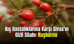 Kış Hastalıklarına Karşı Sivas'ın Gizli Silahı: Kuşburnu