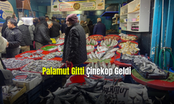 Palamutun Yerini Çinekop Aldı