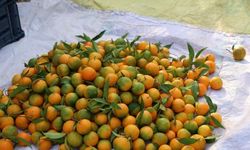 Sivas'a Kozan'dan 20 TL'ye mandalina geliyor