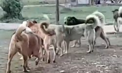 Sivas Paşa Fabrikası onlara kaldı