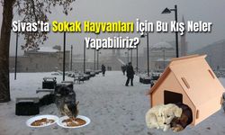 Sivas'ta Sokak Hayvanlarına Destek: Bu Kış Onlara Nasıl Yardım Edebiliriz?
