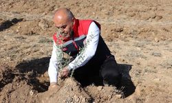 Sivas'ta Tuz Çalısı Dikildi