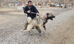 Yazın aslan, kışın kurt özellikleri taşıyor
