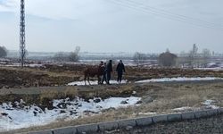 Firari inek kaza yerine döndü
