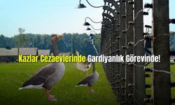 Kazlar Cezaevlerinde Gardiyanlık Görevinde!