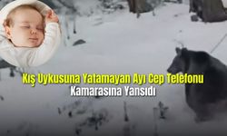 Kış Uykusuna Yatamayan Ayı Cep Telefonu Kamarasına Yansıdı