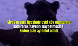 Sivas'ın Zara ilçesinde eski köy muhtarına saldırarak hayatını kaybetmesine neden olan ayı telef edildi