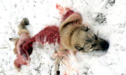 Sivas İşhan'da kurtlar köpekleri parçaladı