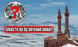 Sivas'ta Bu Üç Hayvana Dikkat!