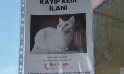 Sivas'ta kedi Simba için seferberlik
