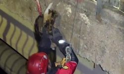 Sivas'ta köprü altından kedi kurtarıldı