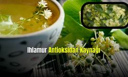 Bağışıklık Kaynağı Ihlamuru Tüketmenin Faydaları Nelerdir